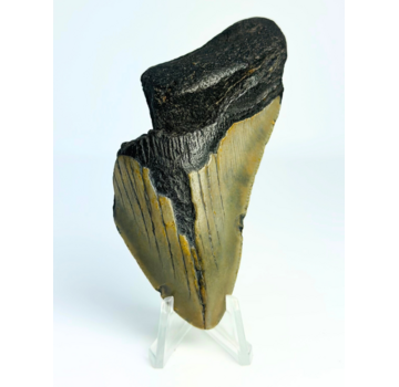 Megalodon-Zahn " Rusted Spear" (US) - 8,9 cm