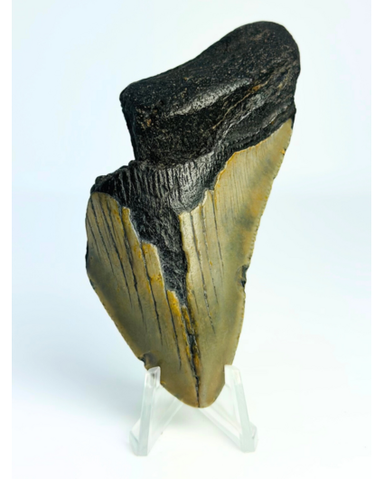 Dente di Megalodon " Rusted Spear" (USA) - 8,9 cm