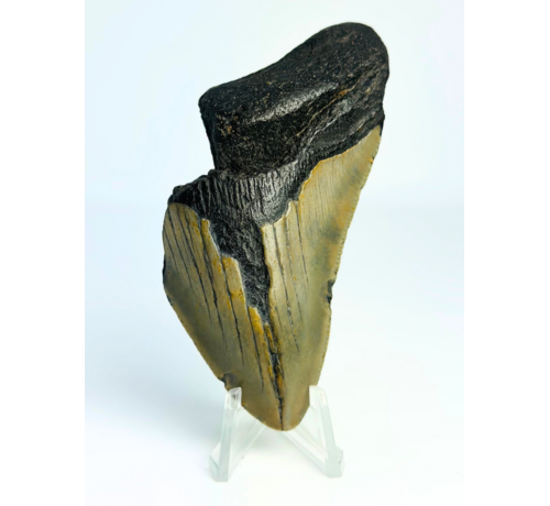 Dente di Megalodon " Rusted Spear" (USA) - 8,9 cm