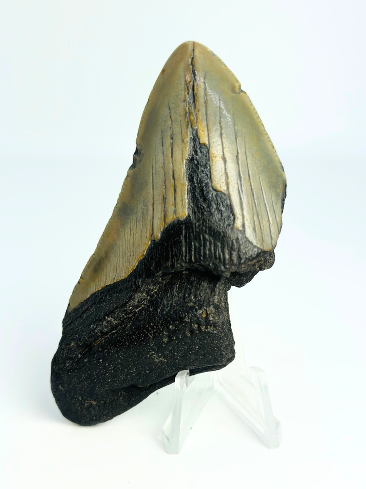 Dente di Megalodon " Rusted Spear" (USA) - 8,9 cm