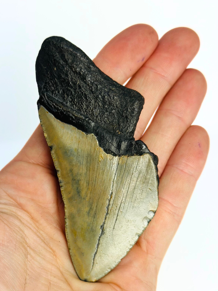 Dente di Megalodon " Rusted Spear" (USA) - 8,9 cm