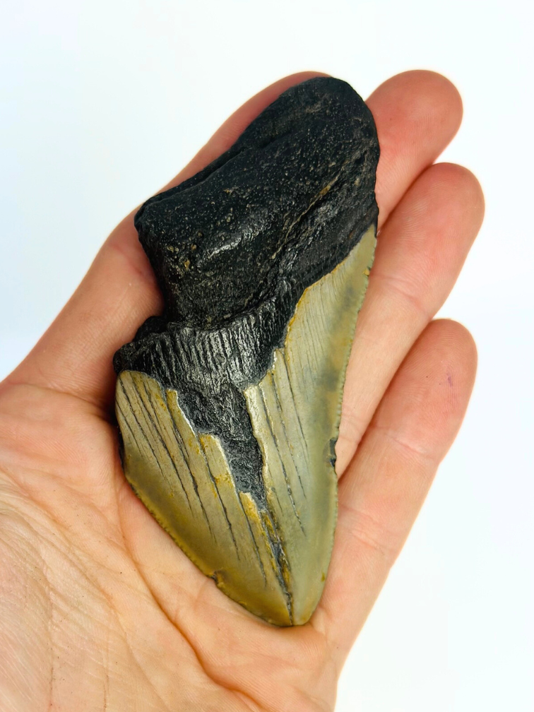 Megalodon Tooth "Rusted Spear" (US) - 8.9 cm