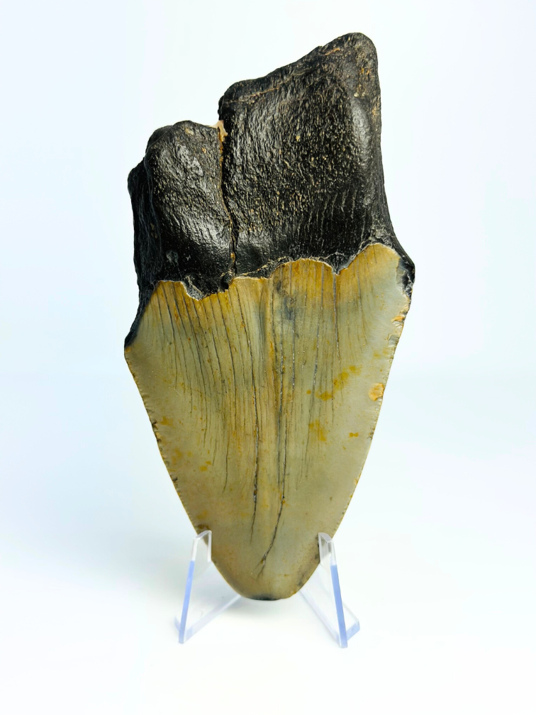 Diente de Megalodon "Destroyer of Dynasty" (US) - 12,9 cm