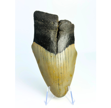 Dent de mégalodon "Destroyer of Dynasty" (US) - 12,9 cm