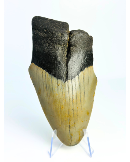 Megalodon Tand "Destroyer of Dynasty" (VS) - 12,9 cm