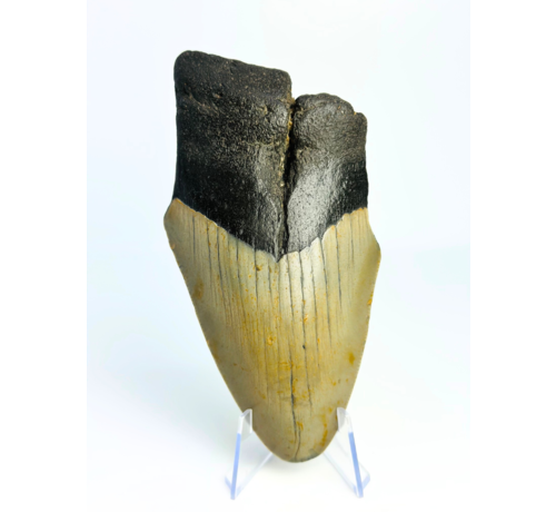 Megalodon Tand "Destroyer of Dynasty" (VS) - 12,9 cm