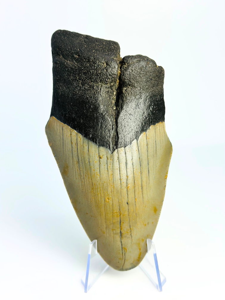 Diente de Megalodon "Destroyer of Dynasty" (US) - 12,9 cm