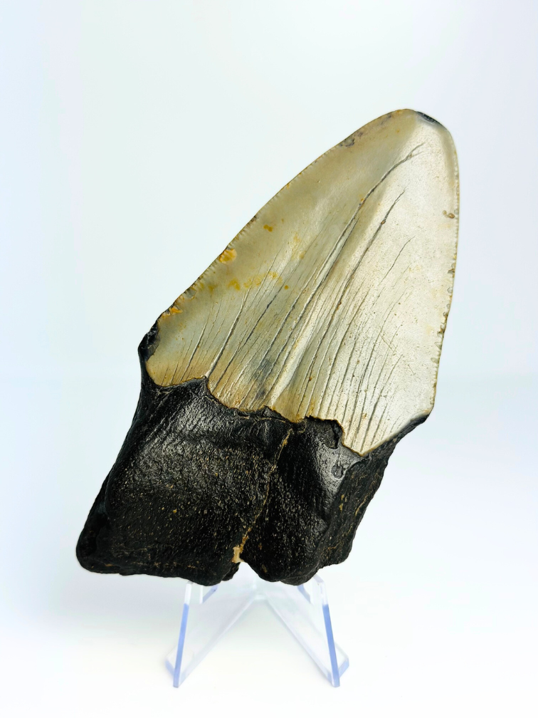 Diente de Megalodon "Destroyer of Dynasty" (US) - 12,9 cm