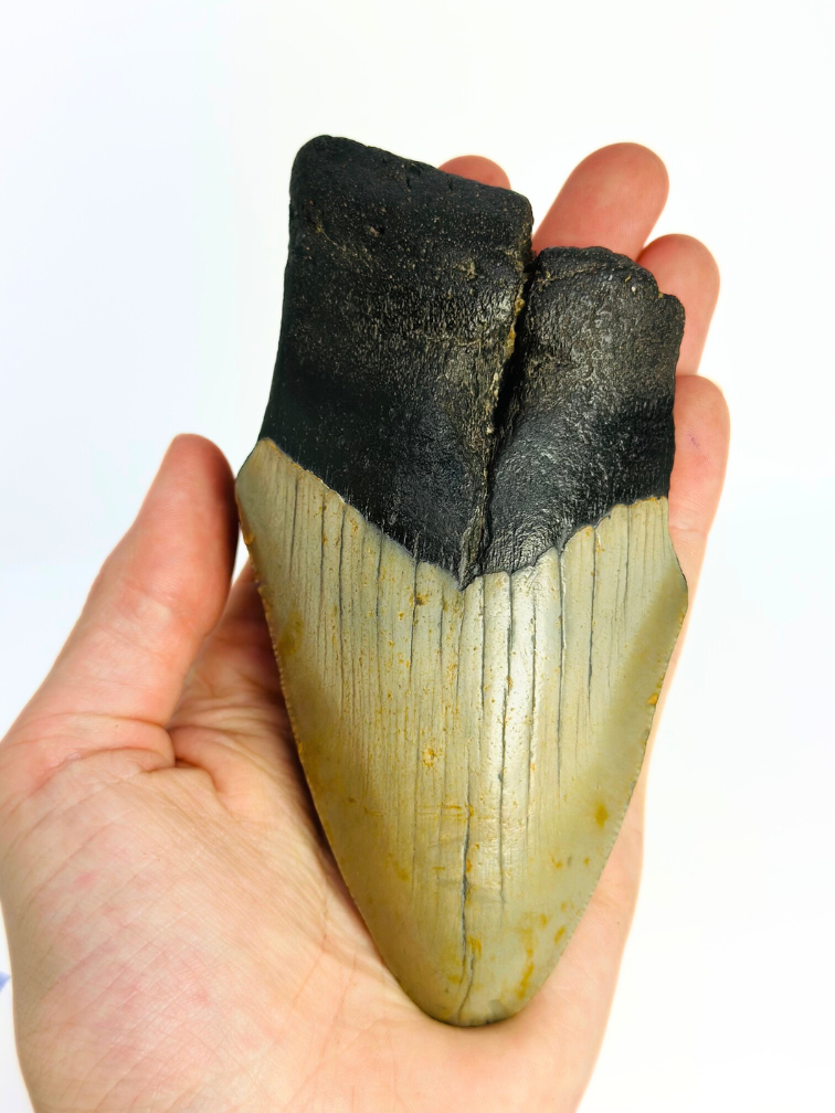 Megalodon-Zahn " Destroyer of Dynasty" (US) - 12,9 cm