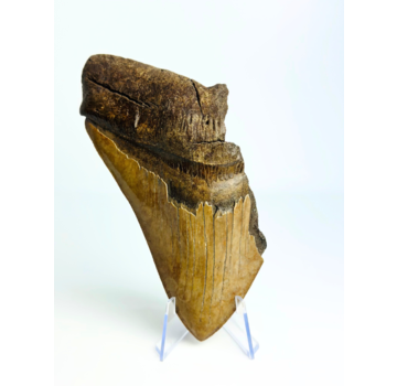 Dent de mégalodon "Leviathan's Conclusion" (US) - 13,4 cm