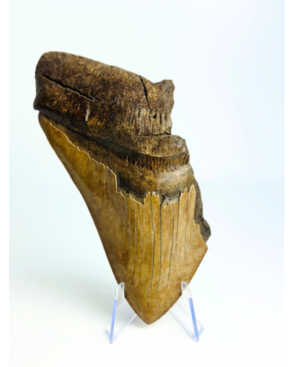 Megalodon-Zahn "Leviathan's Conclusion" (US) - 13,4 cm