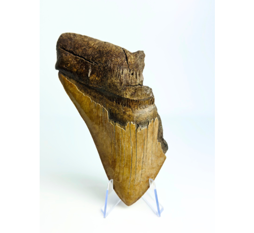 Megalodon Tand "Leviathan's Conclusion" (VS) - 13,4 cm