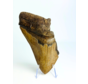 Megalodon Tooth "Leviathan's Conclusion" (US) - 13,4 cm