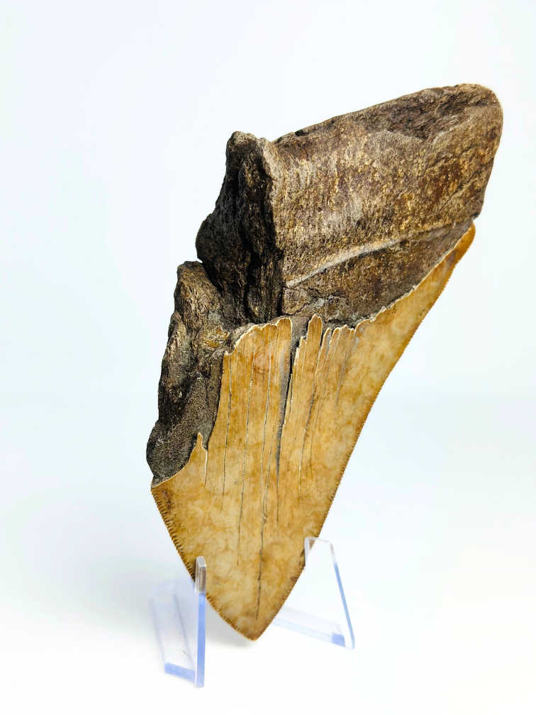 Megalodon-Zahn "Leviathan's Conclusion" (US) - 13,4 cm