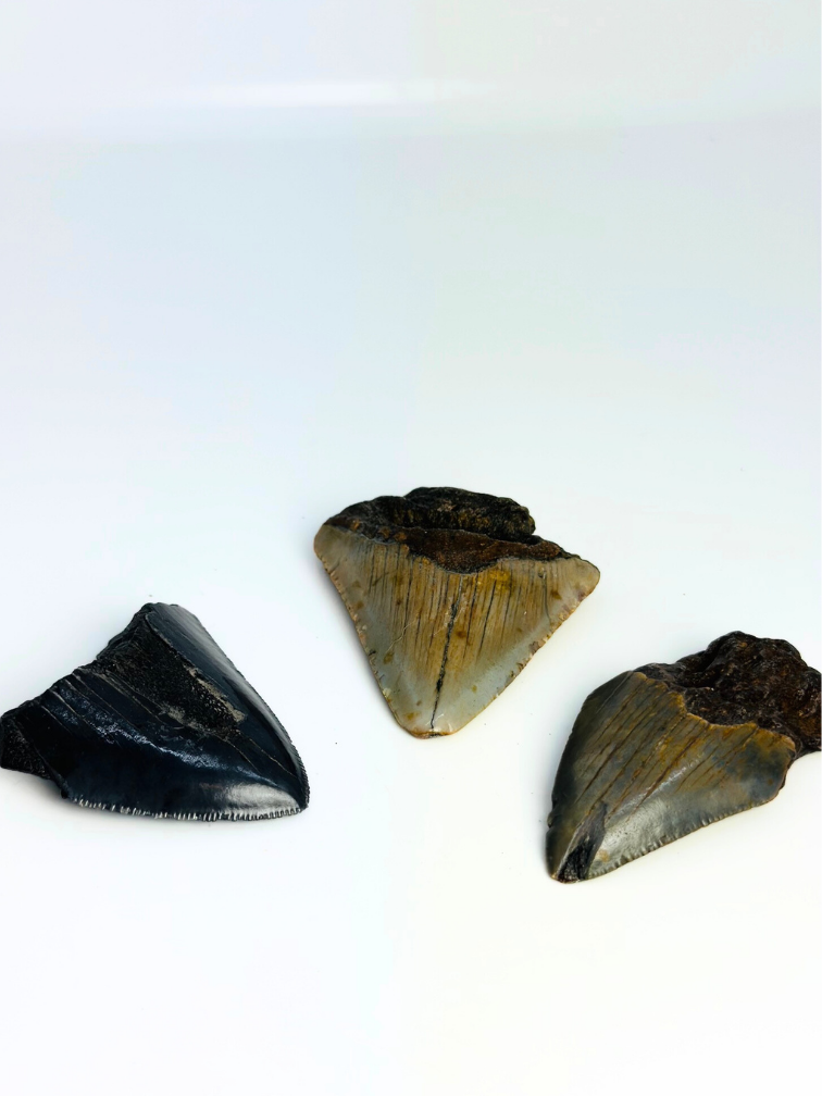 Set of 3 Megalodon teeth - ‘Mythical Beasts’ - (US) - Largest tooth = 6.7 cm