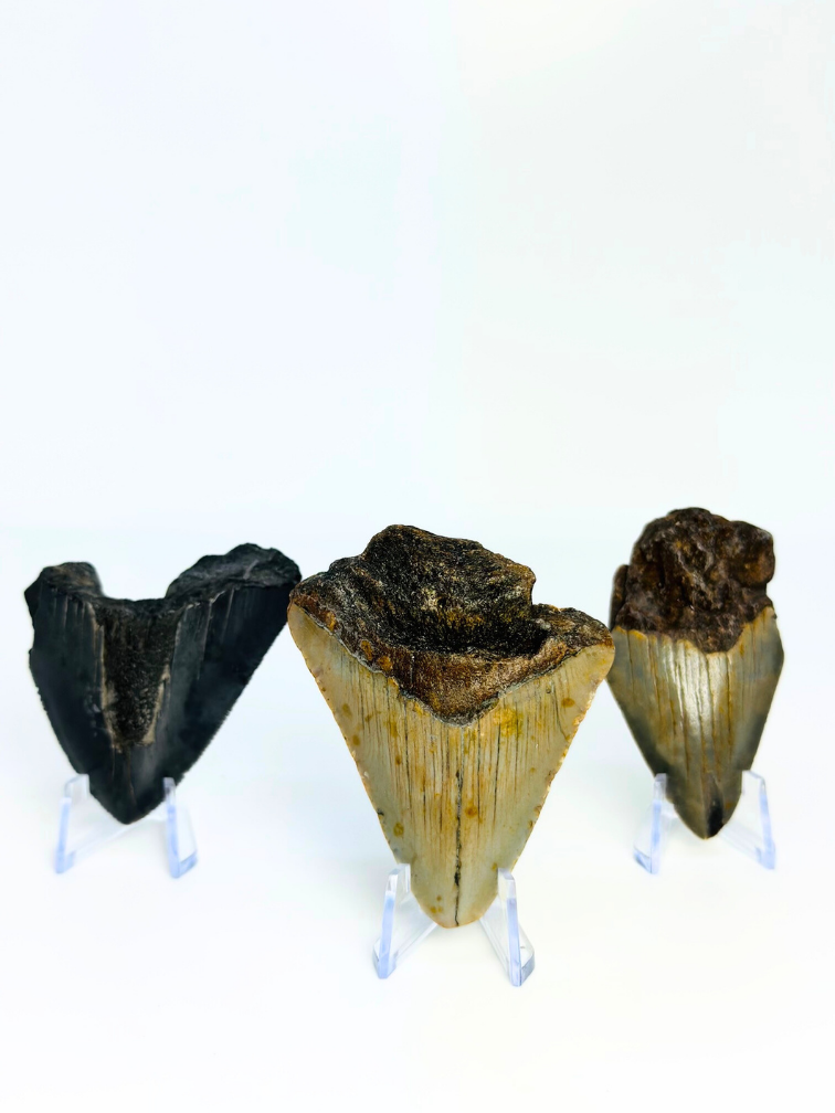 Set van 3 Megalodon tanden - "Mythical Beasts" - (VS) - Grootste tand = 6,7 cm