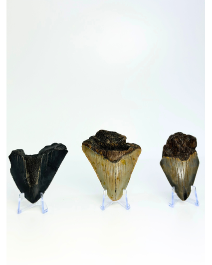 Juego de 3 dientes de Megalodon - «Mythical Beasts» - (US) - Diente más grande = 6,7 cm