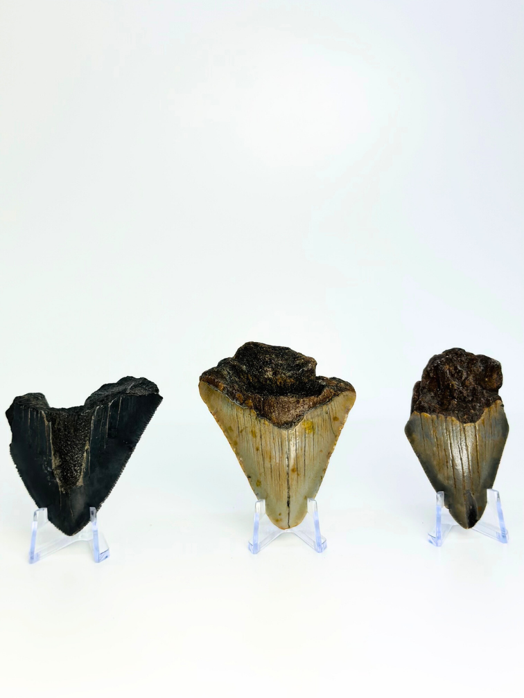 Satz von 3 Megalodon-Zähnen - „Mythical Beasts“ - (US) - Größter Zahn = 6,7 cm