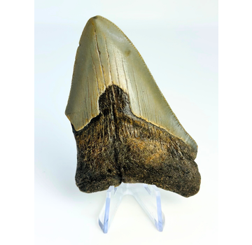 Megalodon-Zahn "Earth's Shroud" (US) - 8,1 cm