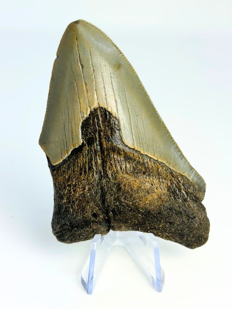 Dente di Megalodon " Earth's Shroud" (USA) - 8,1 cm