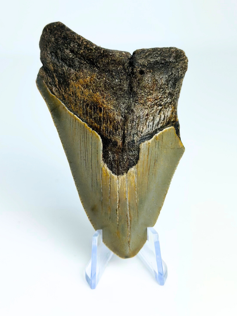 Megalodon tooth "Earth's Shroud" (US) - 8,1 cm