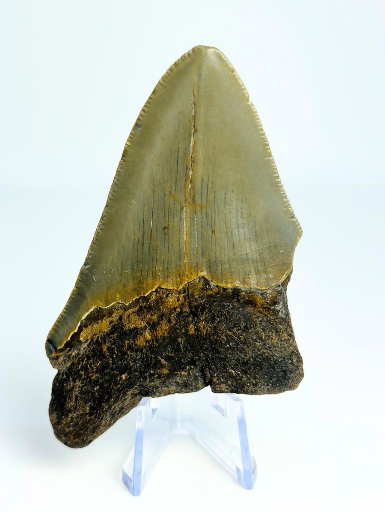 Megalodon tand "Earth's Shroud" (VS) - 8,1 cm
