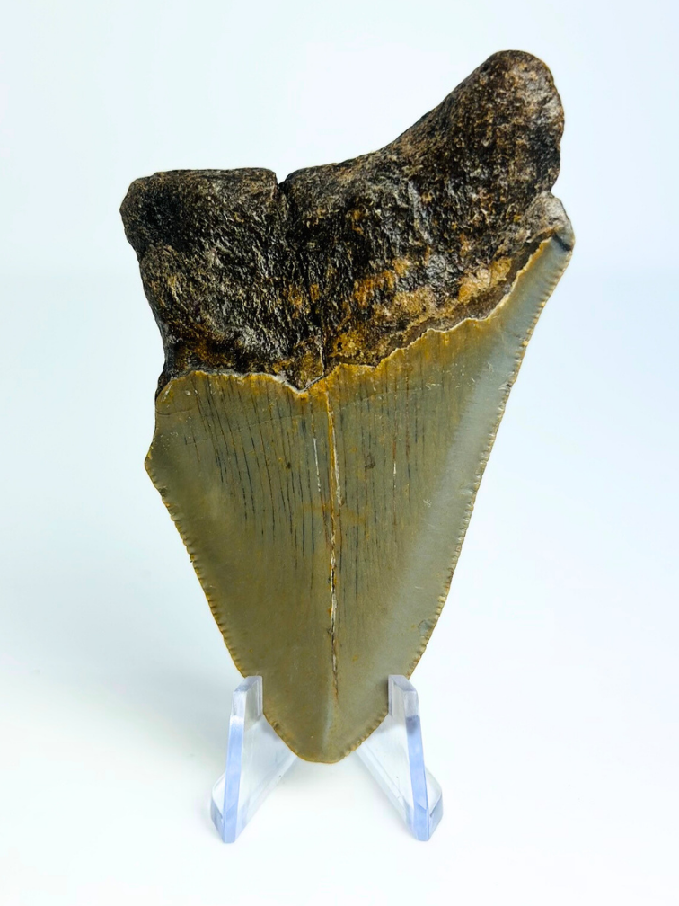 Megalodon-Zahn "Earth's Shroud" (US) - 8,1 cm