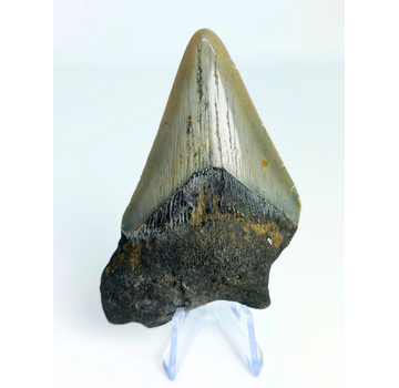 Megalodon-Zahn "Earth's Power" (US) - 8,1 cm