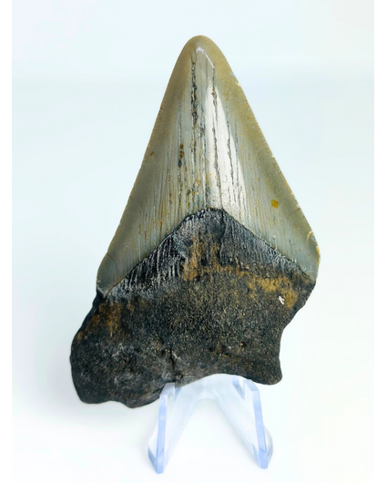 Diente de Megalodon "Earth's Power" (US) - 8,1 cm