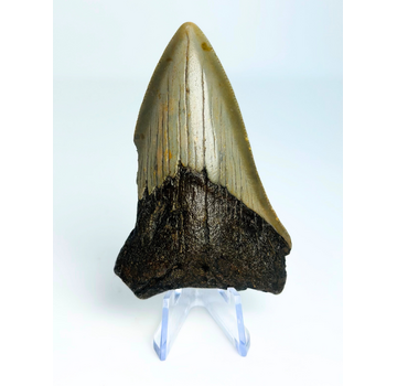 Megalodon tand "The Sword of Light" (VS) - 7,7 cm (3,03 inch)