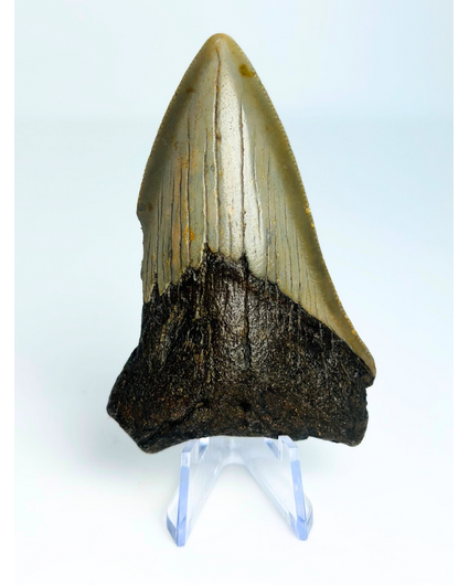 Megalodon tand "The Sword of Light" (VS) - 7,7 cm (3,03 inch)