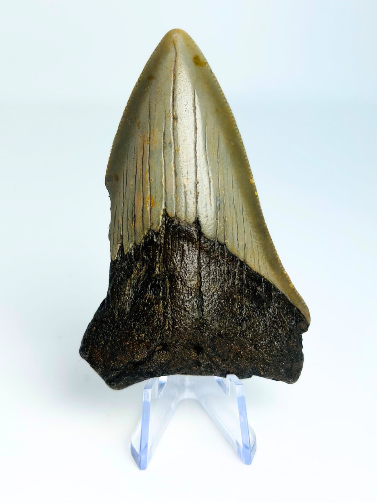 Dente di Megalodon "The Sword of Light" (USA) - 7,7 cm (3,03 inch)