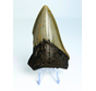 Megalodon-Zahn "The Sword of Light" (US) - 7,7 cm (3,03 inch)