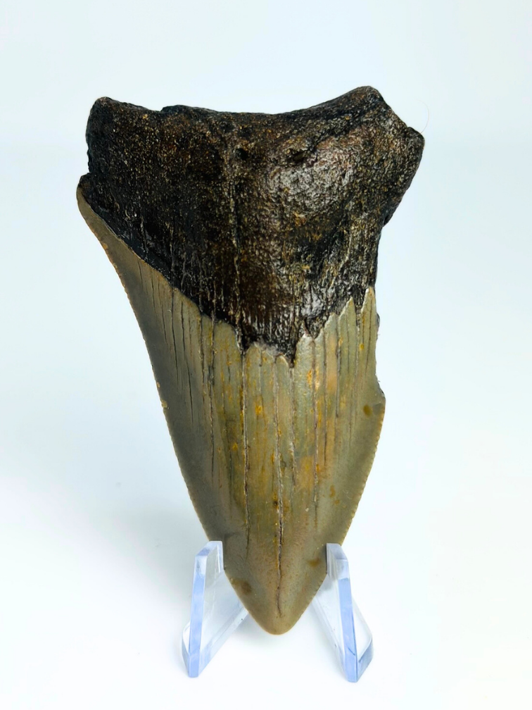 Dent de Megalodon "The Sword of Light" (US) - 7,7 cm (3,03 inch)