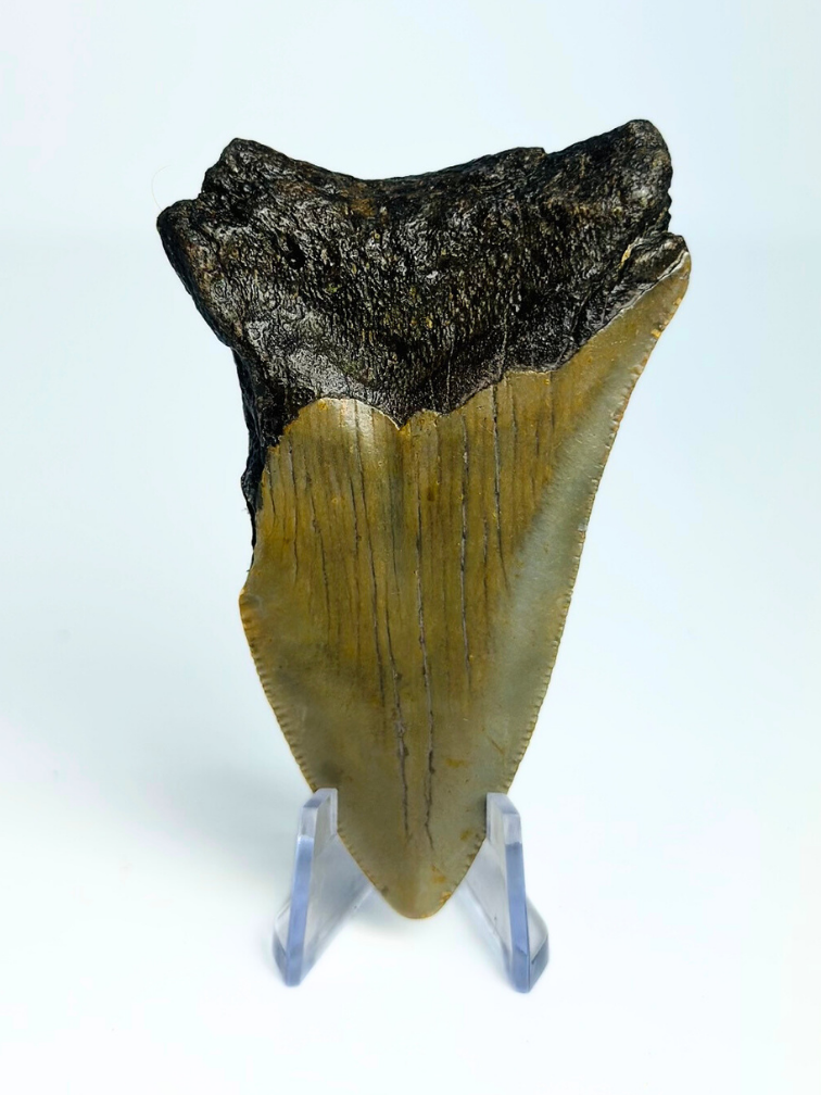 Dent de Megalodon "The Sword of Light" (US) - 7,7 cm (3,03 inch)