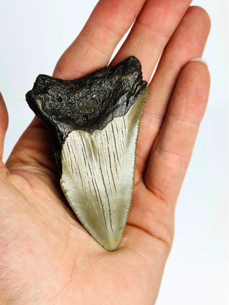 Diente de Megalodon "The Sword of Light" (US) - 7,7 cm (3,03 inch)