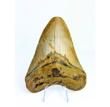 Dent de Megalodon "The Shady" (US) - 12.8 cm (5.04 in)