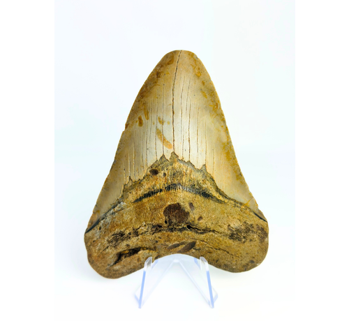 Diente de Megalodon 'The Shady' (US) - 12.8 cm (5.04 in)