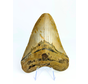 Megalodon tooth 'The Shady' (US) - 12.8 cm (5.04 in)