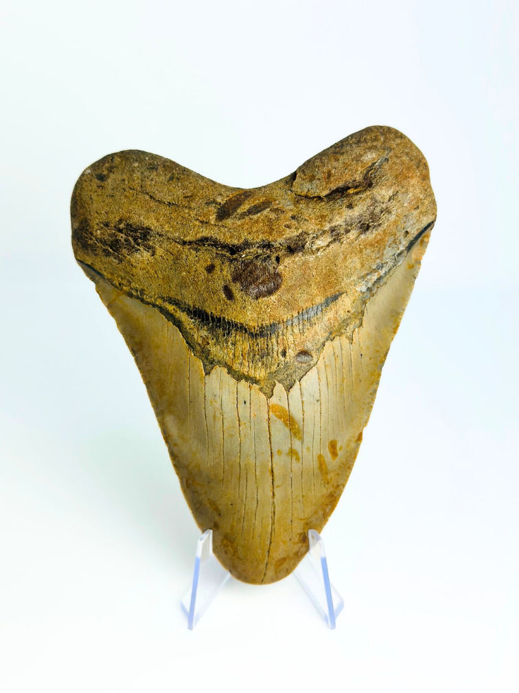 Megalodon tand 'The Shady' (US) - 12,8 cm (5,04 inch)