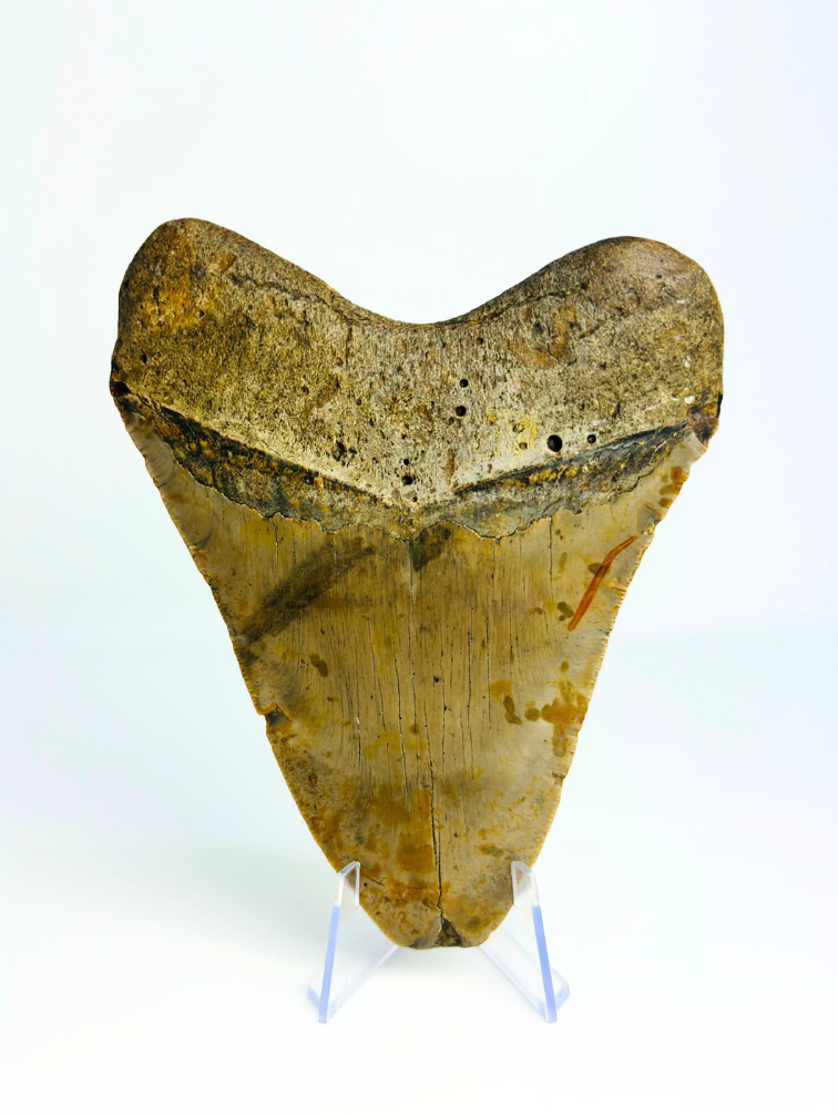 Megalodon tand 'The Shady' (US) - 12,8 cm (5,04 inch)