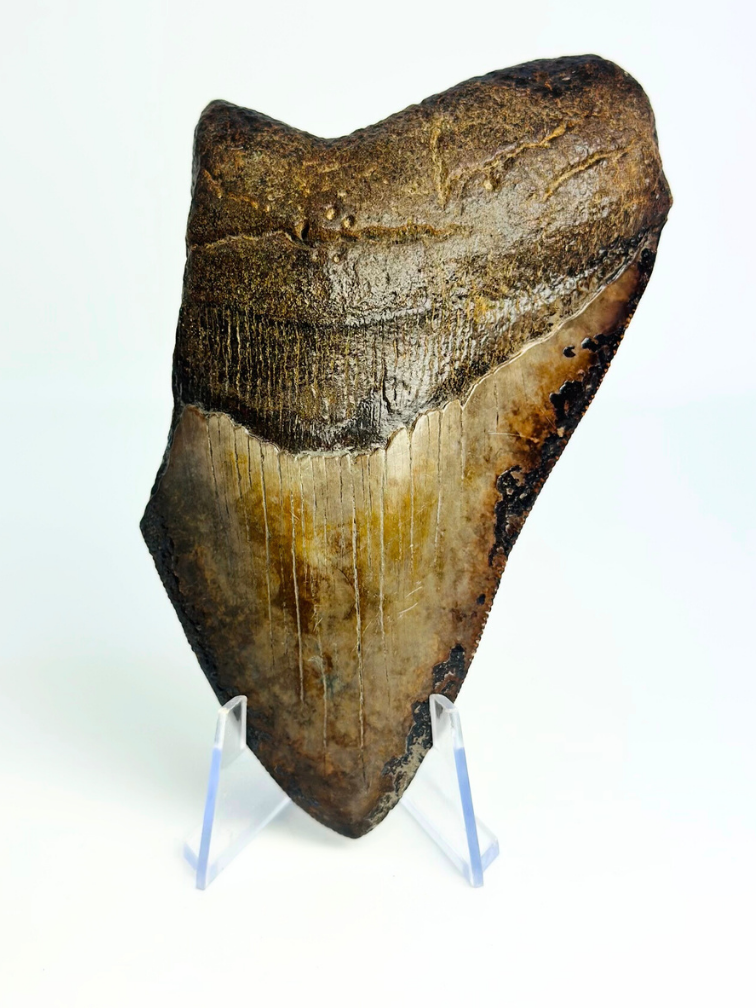 Megalodon tooth ''Ancient Artifact'' (US) - 11.6 cm