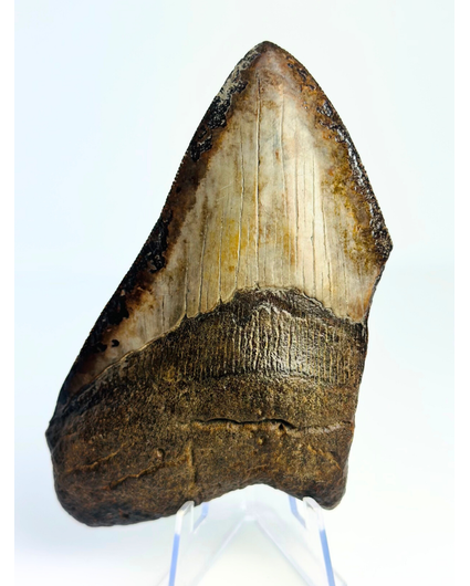 Dente di megalodonte ''Ancient Artifact'' (USA) - 11,6 cm