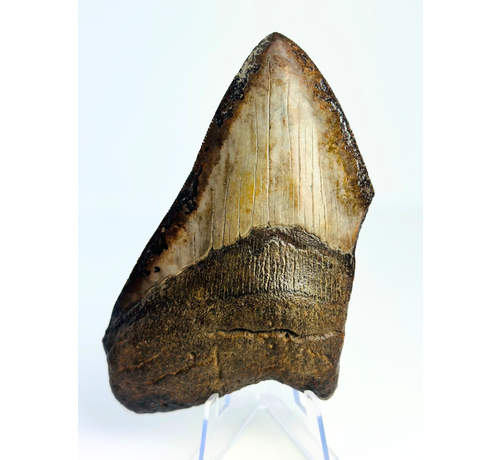 Megalodon tand ''Ancient Artifact'' (VS) - 11,6 cm