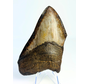 Megalodon tooth ''Ancient Artifact'' (US) - 11.6 cm