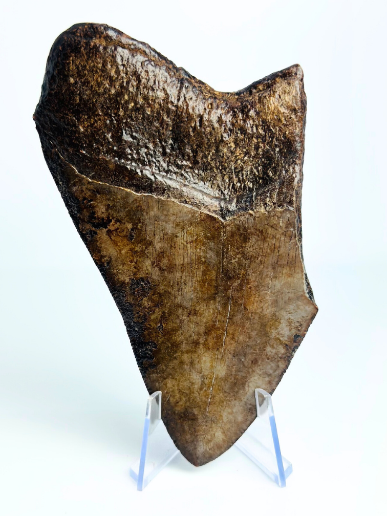 Dent de mégalodon ''Ancient Artifact'' (US) - 11,6 cm