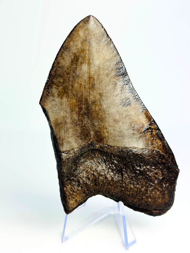 Dent de mégalodon ''Ancient Artifact'' (US) - 11,6 cm