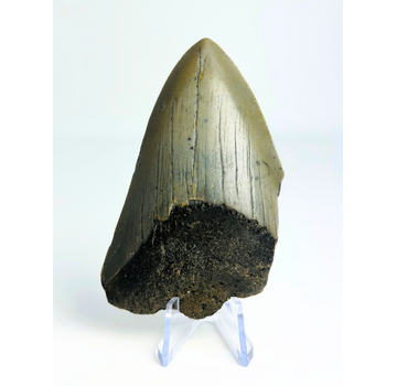 Megalodon-Zahn "The Shiver" (US) - 8 cm