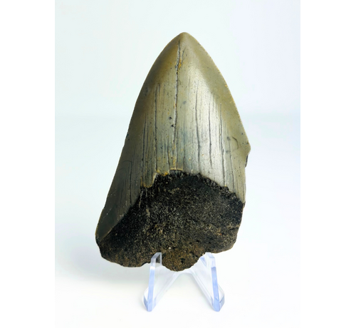 Megalodon-Zahn "The Shiver" (US) - 8 cm