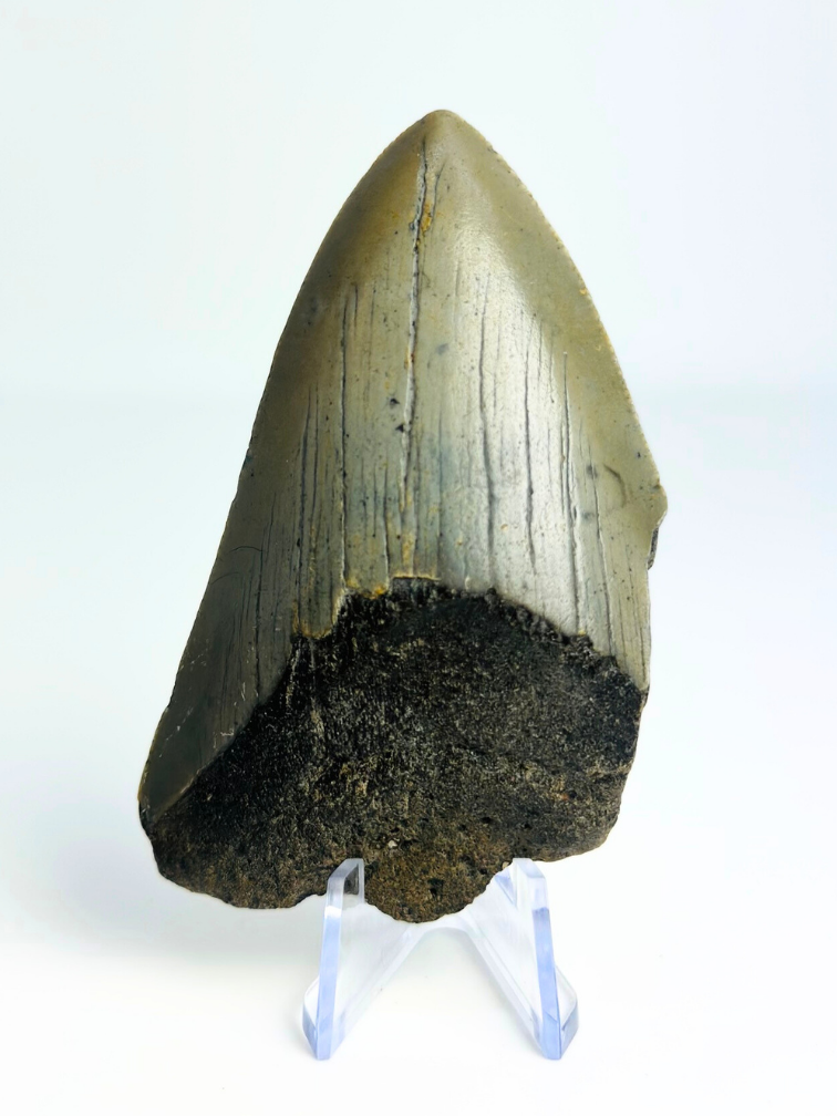 Megalodon-Zahn "The Shiver" (US) - 8 cm